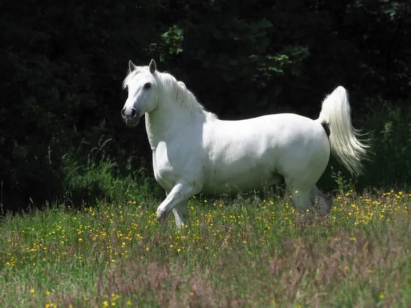 一只漂亮的灰色公马站在夏天的围场上警戒着 — 图库照片