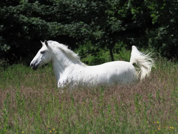 Beautiful Grey Stallion Canters Summer Paddock — Stock Photo, Image