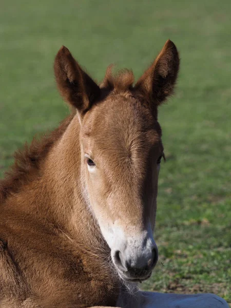 Rare Breed Suffolk Punch Foal Enjoys Its Time Paddock — Stock Photo, Image