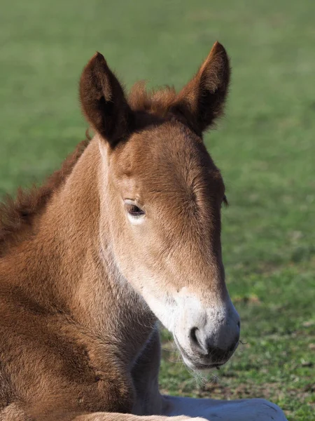 Poulain Suffolk Punch Race Rare Profite Son Temps Dans Enclos — Photo