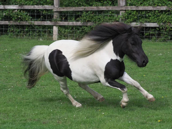 Pony Shetland Miniatura Piebald Galopando Través Paddock — Foto de Stock