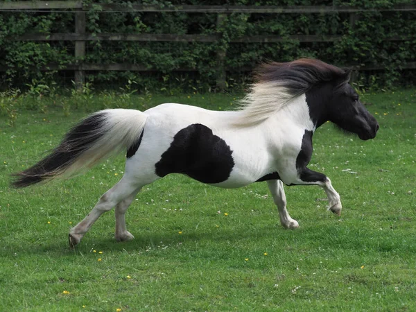 Een Piepkleine Shetland Pony Galoppeert Door Een Paddock — Stockfoto
