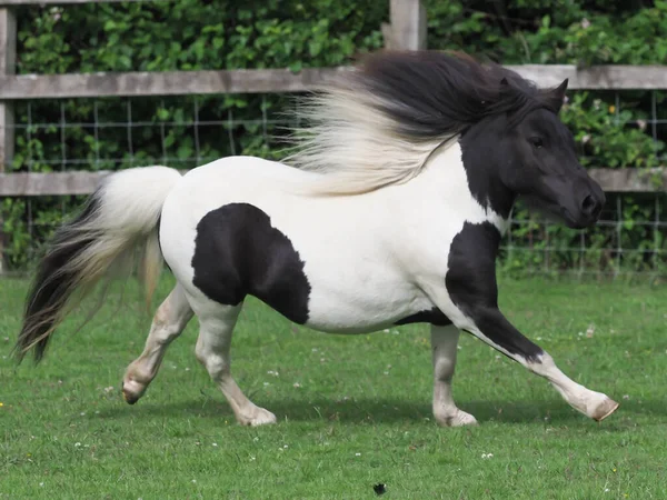 Pony Shetland Miniatura Piebald Galopando Través Paddock —  Fotos de Stock