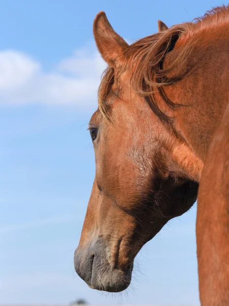 Ett Huvud Skott Sällsynt Ras Suffolk Punch Häst — Stockfoto