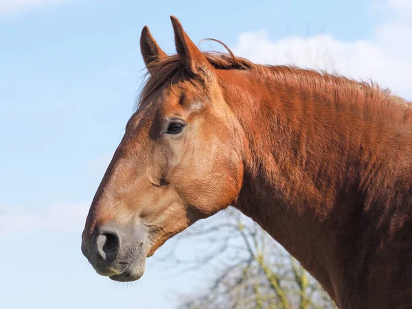 Colpo Testa Una Razza Rara Suffolk Punch Horse — Foto Stock