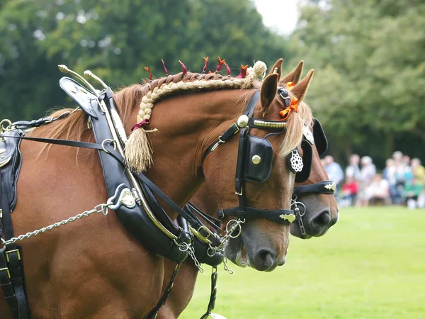 Två Sällsynta Rasen Suffolk Punch Hästar Show Körning Sele — Stockfoto