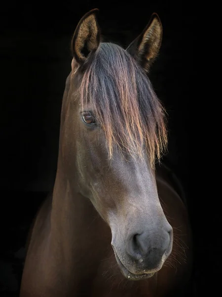 Tiro Cabeza Bonito Caballo Bahía Oscura Sobre Fondo Negro —  Fotos de Stock