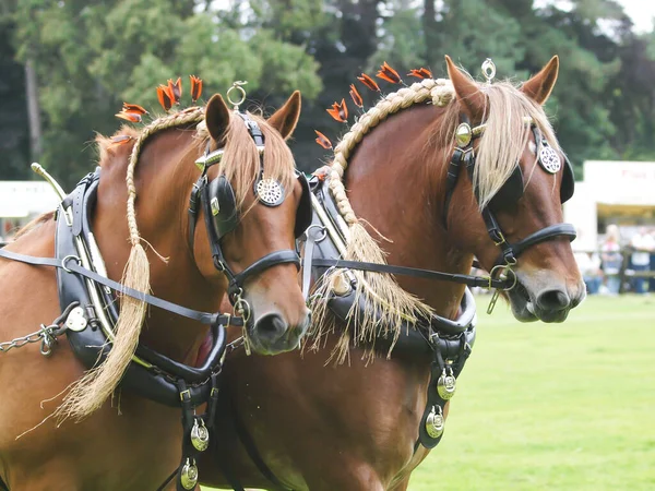 Dos Caballos Suffolk Punch Raza Rara Arnés Conducción Espectáculo —  Fotos de Stock