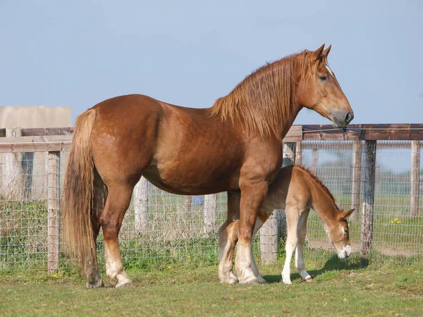 一个稀有品种的萨福克冲刺母马和马驹在围场 — 图库照片