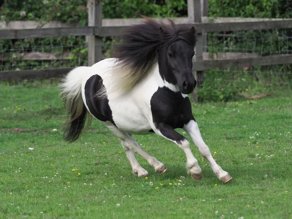 Tânăr Negru Alb Miniatură Shetland Ponei Joacă Într Paddock — Fotografie, imagine de stoc