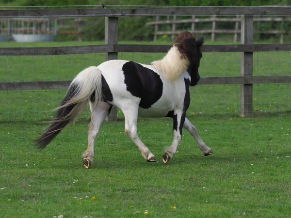Ung Svart Och Vit Miniatyr Shetland Ponny Spelar Hage — Stockfoto