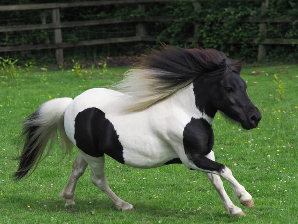 Een Jonge Zwart Wit Miniatuur Shetland Pony Speelt Een Paddock — Stockfoto