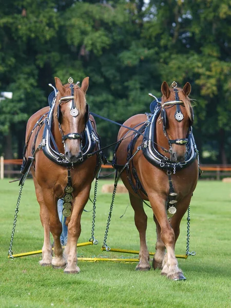 Par Caballos Suffolk Punch Raza Rara Arnés Del Espectáculo —  Fotos de Stock