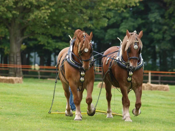 Ένα Ζευγάρι Σπάνιων Φυλών Suffolk Punch Άλογα Στην Επίδειξη Ιπποσκευή — Φωτογραφία Αρχείου