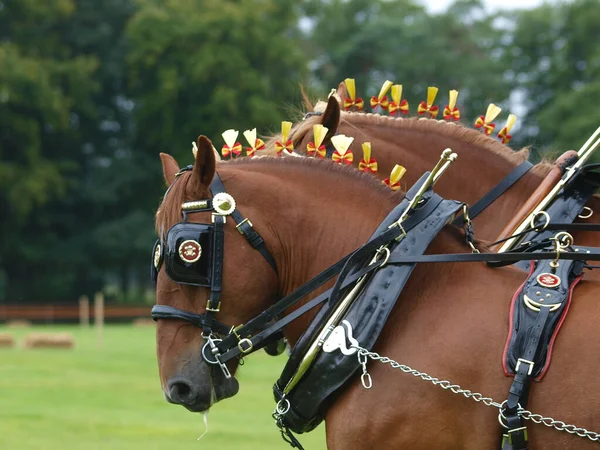 Par Cavalos Raça Rara Suffolk Punch Arnês Show Imagens Royalty-Free