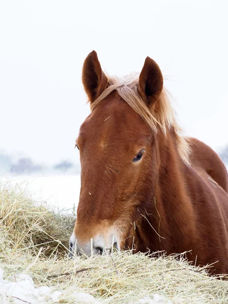 Giovane Cavallo Mangia Fieno Durante Freddi Mesi Invernali Campo Innevato — Foto Stock