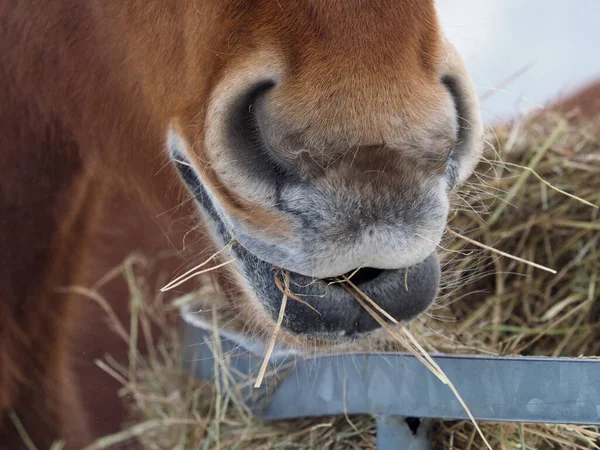 Ung Häst Äter Kalla Vintermånader Ett Snöfält — Stockfoto