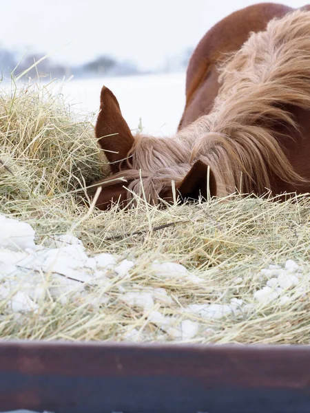 雪原で寒い冬には若い馬が干し草を食べる — ストック写真