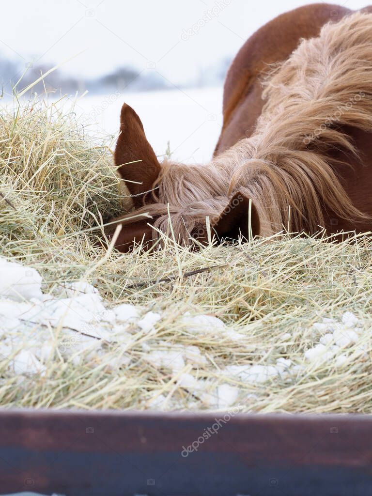 A young horse eats hay during cold winter months in a snowy field.
