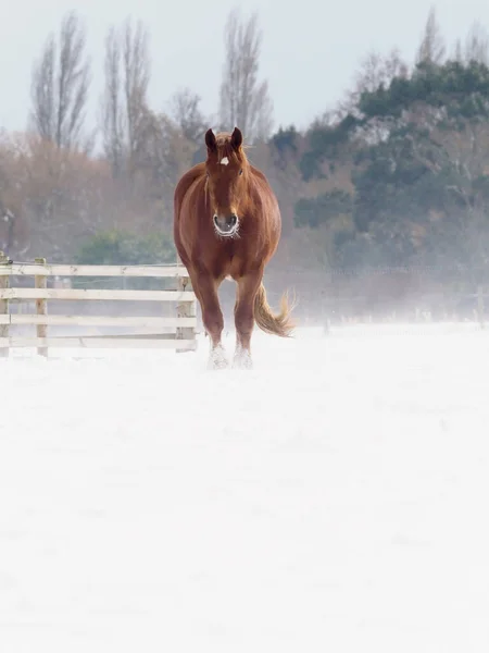 Cavallo Suffolk Punch Recinto Neve Profonda Inverno — Foto Stock