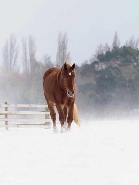 Cavallo Suffolk Punch Recinto Neve Profonda Inverno — Foto Stock
