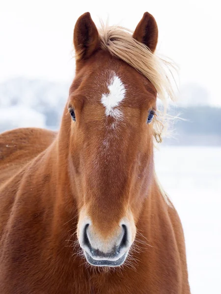 Snímek Hlavy Vzácného Koně Suffolk Punch Zasněženém Výběhu — Stock fotografie