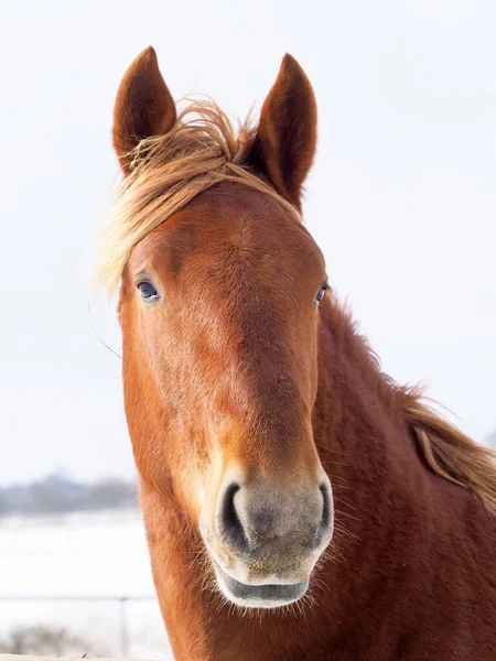 Nadir bulunan bir Suffolk karlı bir çayırdaki atı kafasından vurdu..