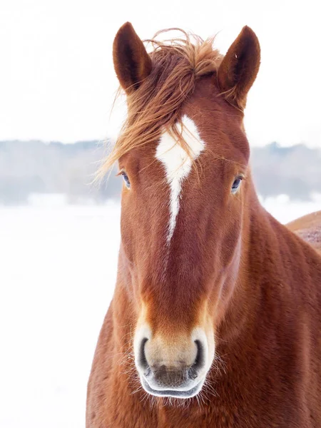 Ein Kopfschuss Eines Seltenen Suffolk Punch Pferdes Einer Verschneiten Koppel — Stockfoto