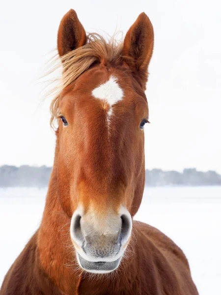 雪のパドックで珍しいサフォークパンチ馬の頭のショット — ストック写真