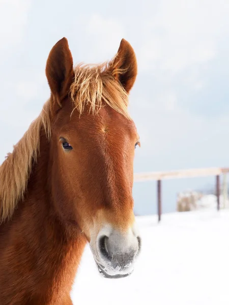 Snímek Hlavy Vzácného Koně Suffolk Punch Zasněženém Výběhu — Stock fotografie