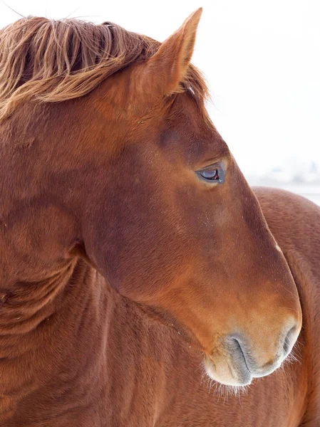 Snímek Hlavy Vzácného Koně Suffolk Punch Zasněženém Výběhu — Stock fotografie