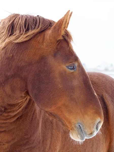 雪のパドックで珍しいサフォークパンチ馬の頭のショット — ストック写真