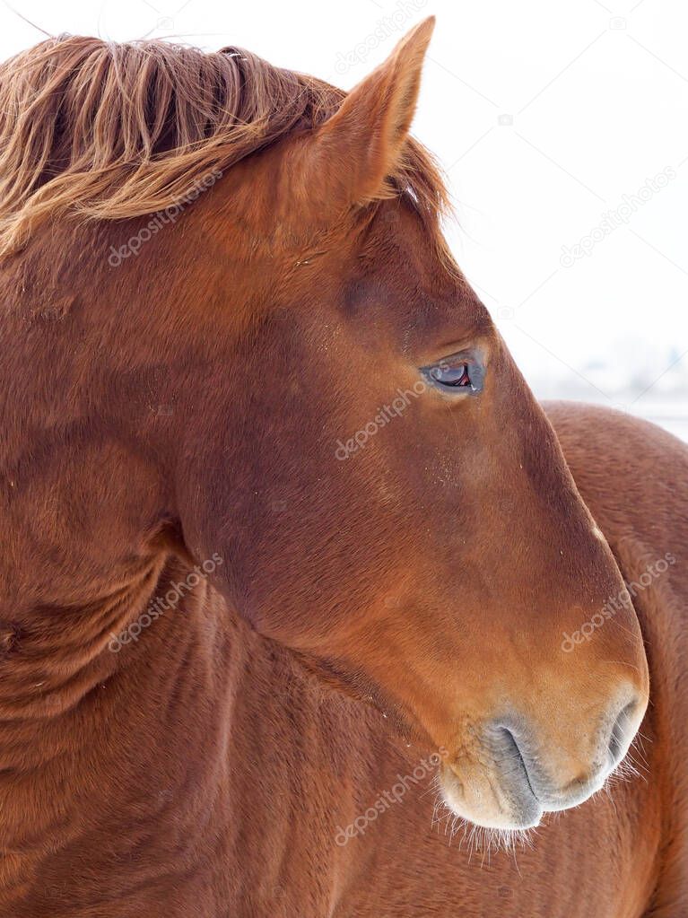 A head shot of a rare Suffolk Punch horse in a snowy paddock.