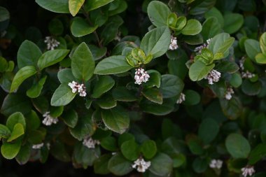 Gomojyu ağacı (Vibrnum askısı) çiçekleri. Japonya, Okinawa 'ya özgü Adoxaceae bitkisel çalı. Baharda koni şeklinde beyaz çiçekler açar..