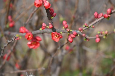 Çiçek açan ayva (Chaenomeles speciosa) çiçekleri. Rosaceae yaprak döken çalı. İlkbaharda beş yapraklı çiçek açar. Meyve ham ilaç ve meyve şarabında kullanılır..