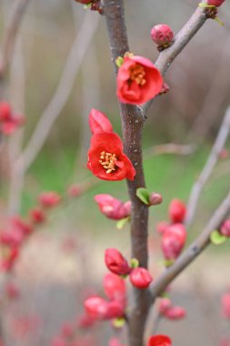 Flowering quince ( Chaenomeles speciosa ) flowers. Rosaceae deciduous shrub. Blooms vermilion five-petaled flowers in spring. The fruit is used in crude medicine and fruit wine. clipart