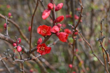 Çiçek açan ayva (Chaenomeles speciosa) çiçekleri. Rosaceae yaprak döken çalı. İlkbaharda beş yapraklı çiçek açar. Meyve ham ilaç ve meyve şarabında kullanılır..