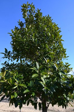 Ilex latifolia (Tarajo Holly) ağacı. Aquifoliaceae ağacı. Japonya 'da 