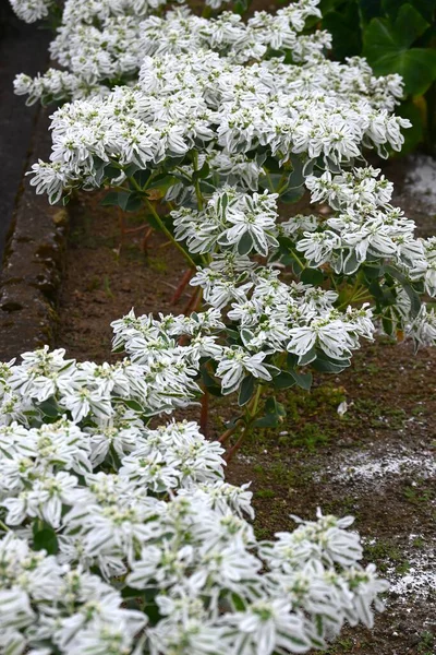  Dağda kar (Euphorbia marginata). Euphorbiaceae, yaprakların kenarları yazın beyazlaşır, yeşil ve beyaz arasında güzel bir kontrast yaratır..