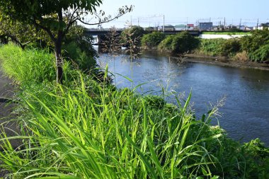 Johnson otu (Sorghum halepense), nehir kıyıları ve yol kenarlarında yetişen bir poaceae otudur. Yazdan sonbahara kadar panikte dikenler üretir..