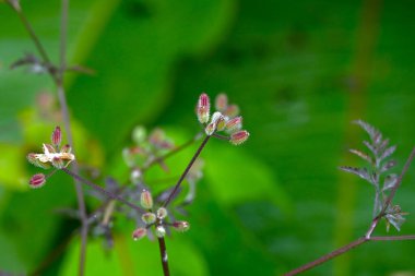 Torilis scabra (kaba maydanoz) meyveleri. Apiaceae ailesinin iki yıllık bitkisi. Meyveler oval ve dikenlerin uçları dikenli tohumlara doğru eğilmiş..