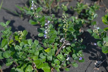 Plaj viteksi (Vitex rotundifolia) çiçekleri. Lamiaceae her zaman yeşil çalı. Kumlu plajlarda kümeler halinde büyür ve mavimsi mor çiçekler üretir. Meyveleri tıbbi amaçlar için kullanılır..