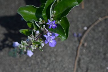Plaj viteksi (Vitex rotundifolia) çiçekleri. Lamiaceae her zaman yeşil çalı. Kumlu plajlarda kümeler halinde büyür ve mavimsi mor çiçekler üretir. Meyveleri tıbbi amaçlar için kullanılır..