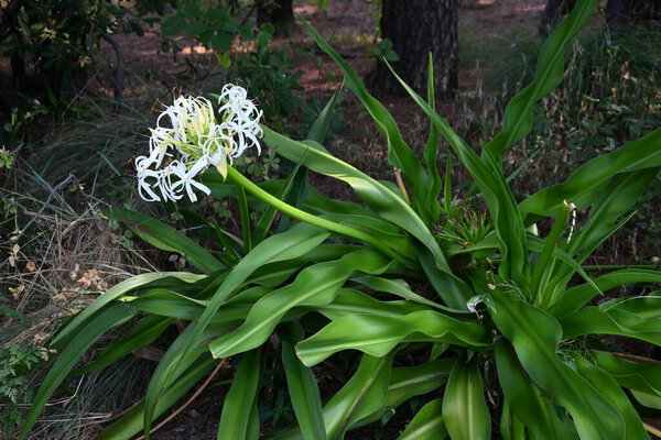  Цветки Grand crinum lily. Саженцы дачных растений. Белые цветы цветут летом и дают сильный аромат вечером, привлекая мотыльков пить нектар.
