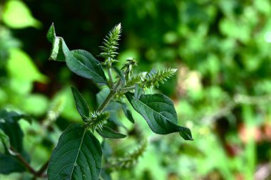 Achyranthes bidentata (Domuz dizi). Amaranthaceae daimi bitkileri. Gölgede yetişir ve dikenli meyve verir. Genç yapraklar yenilebilir ve kökler tedavi edici..
