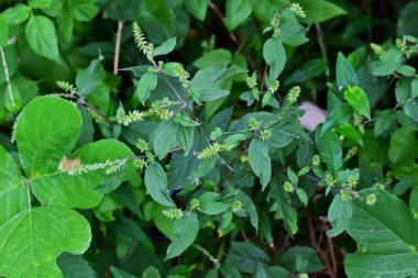 Achyranthes bidentata (Domuz dizi). Amaranthaceae daimi bitkileri. Gölgede yetişir ve dikenli meyve verir. Genç yapraklar yenilebilir ve kökler tedavi edici..
