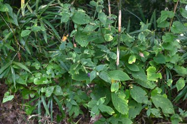 Achyranthes bidentata (Domuz dizi). Amaranthaceae daimi bitkileri. Gölgede yetişir ve dikenli meyve verir. Genç yapraklar yenilebilir ve kökler tedavi edici..