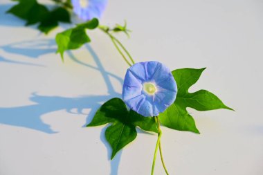 Sabah çiçeği Japonya 'da yazın sembolüdür. Bu mevsimlik çiçek arkaplanı malzemesi..