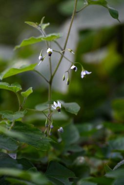 Solanum lyratum çiçekleri ve böğürtlenleri. Solanaceae asması. Zehirli bitki. Beyaz, yinelenen çiçekler yazın açar ve küresel meyveler sonbaharda kırmızıya dönüşür..
