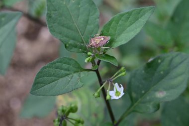  Siyah itüzümü (Solanum nigrum) çiçek ve böğürtlen. Solanaceae yıllık bitkileri. Yazın beyaz çiçekler açar ve meyveler yeşilden siyaha olgunlaşır..